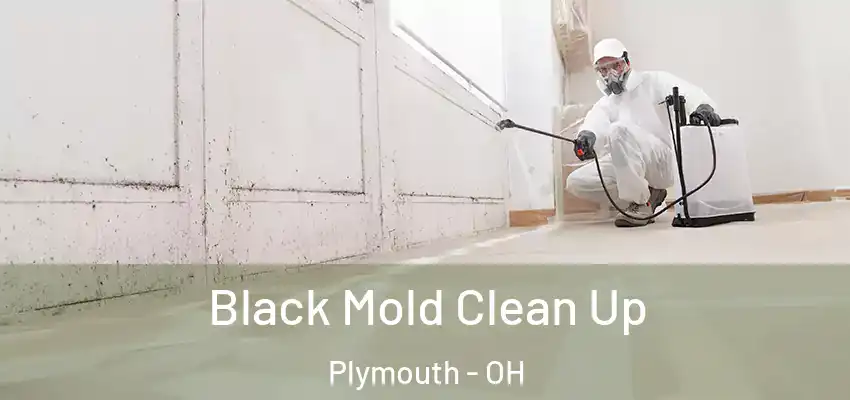  Black Mold Clean Up Plymouth - OH