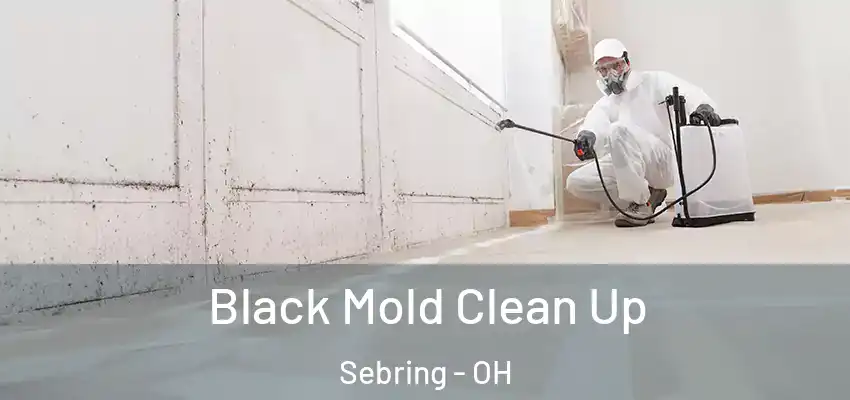 Black Mold Clean Up Sebring - OH