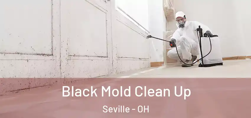  Black Mold Clean Up Seville - OH