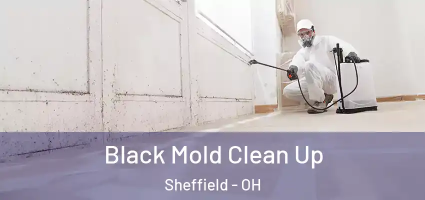  Black Mold Clean Up Sheffield - OH