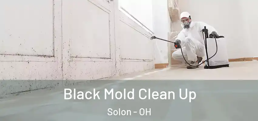 Black Mold Clean Up Solon - OH