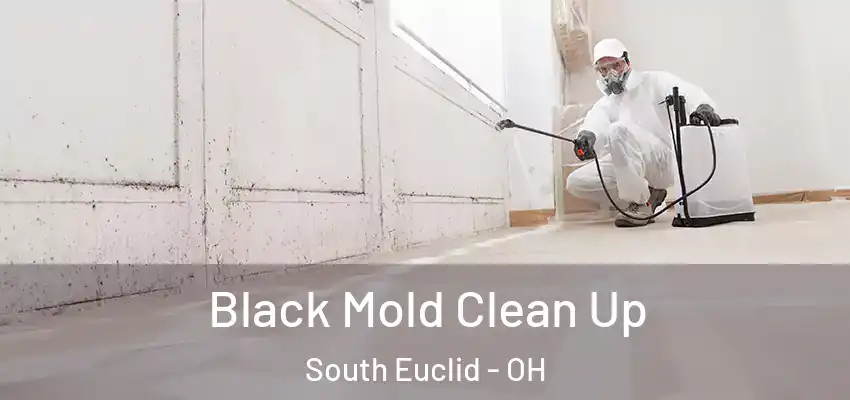 Black Mold Clean Up South Euclid - OH