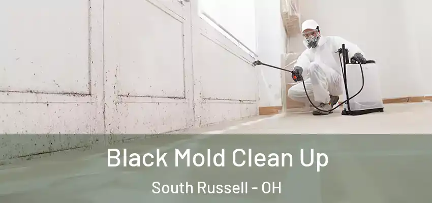  Black Mold Clean Up South Russell - OH