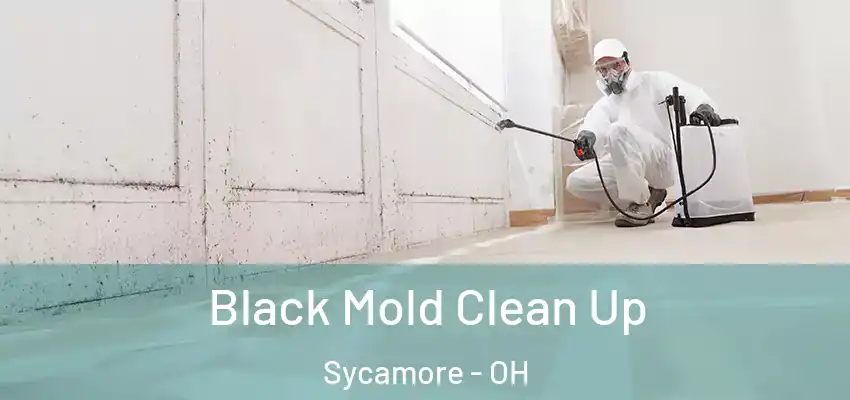  Black Mold Clean Up Sycamore - OH