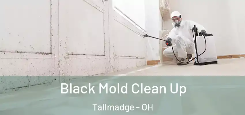 Black Mold Clean Up Tallmadge - OH