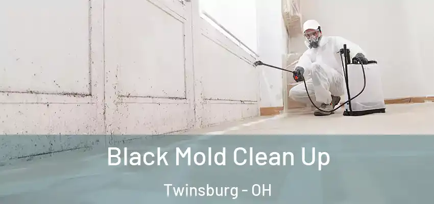 Black Mold Clean Up Twinsburg - OH