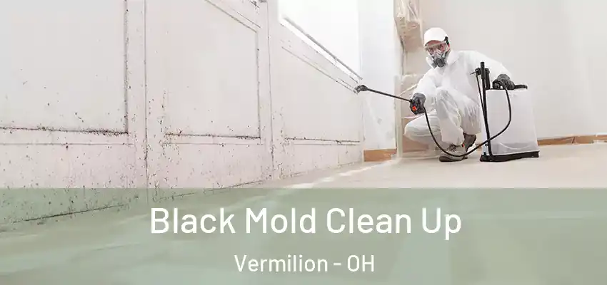 Black Mold Clean Up Vermilion - OH