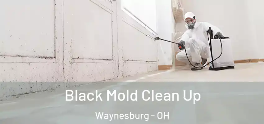 Black Mold Clean Up Waynesburg - OH