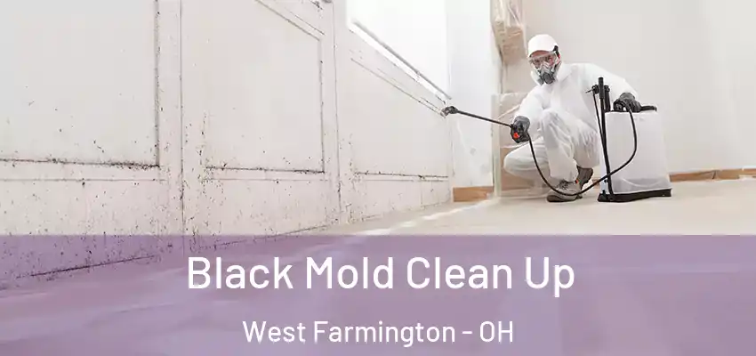  Black Mold Clean Up West Farmington - OH