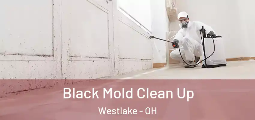 Black Mold Clean Up Westlake - OH