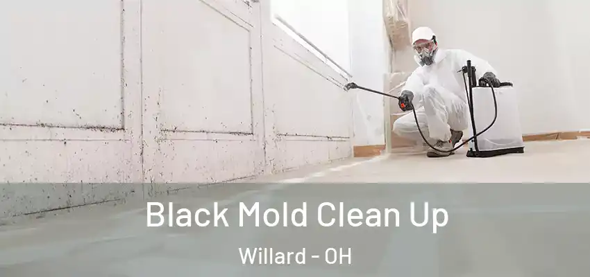 Black Mold Clean Up Willard - OH