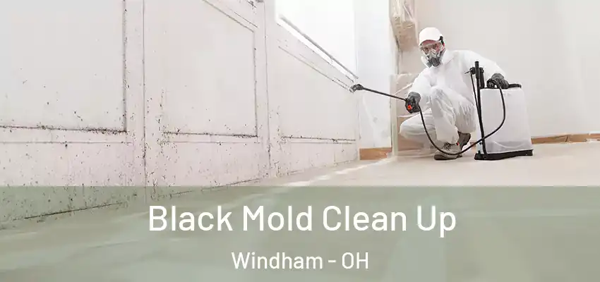  Black Mold Clean Up Windham - OH