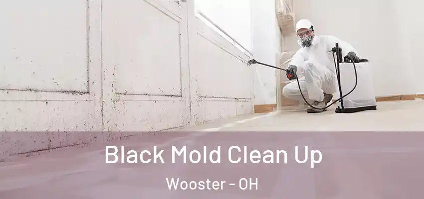 Black Mold Clean Up Wooster - OH