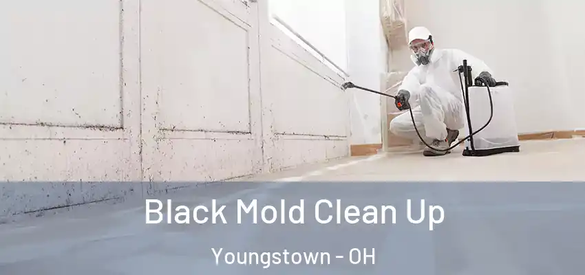 Black Mold Clean Up Youngstown - OH