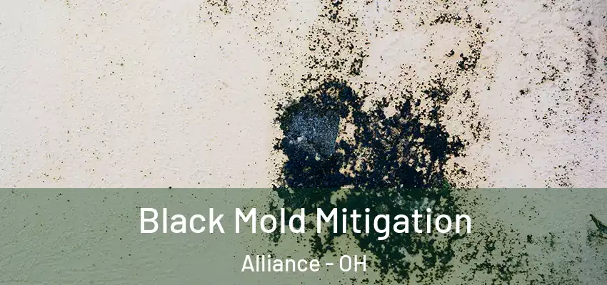 Black Mold Mitigation Alliance - OH