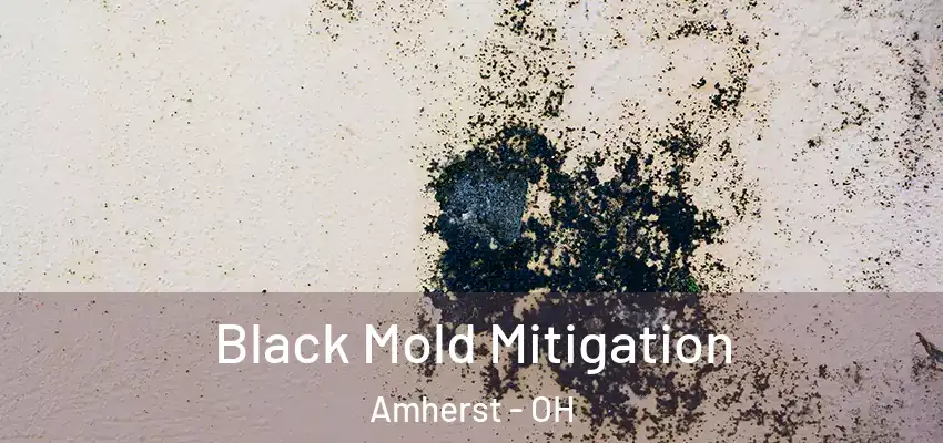 Black Mold Mitigation Amherst - OH