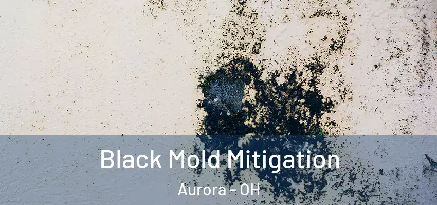  Black Mold Mitigation Aurora - OH