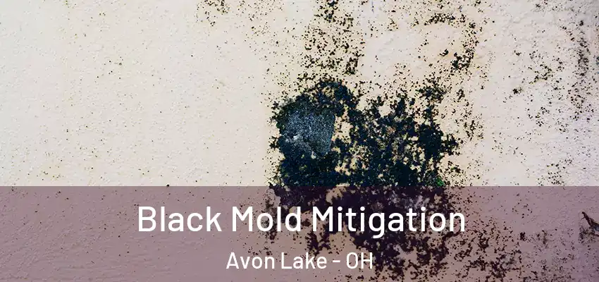 Black Mold Mitigation Avon Lake - OH