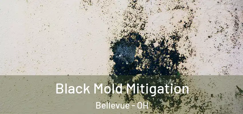 Black Mold Mitigation Bellevue - OH