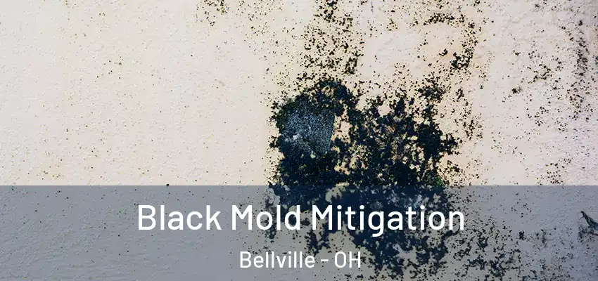 Black Mold Mitigation Bellville - OH