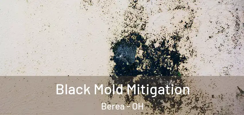  Black Mold Mitigation Berea - OH