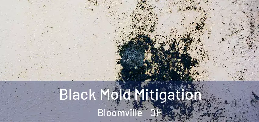  Black Mold Mitigation Bloomville - OH