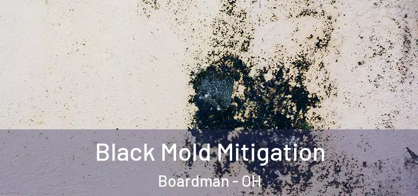 Black Mold Mitigation Boardman - OH