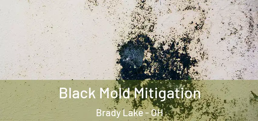Black Mold Mitigation Brady Lake - OH