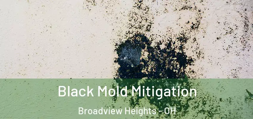 Black Mold Mitigation Broadview Heights - OH