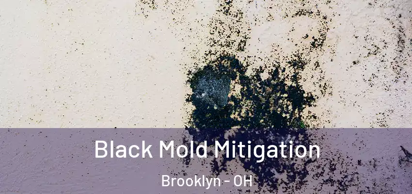  Black Mold Mitigation Brooklyn - OH