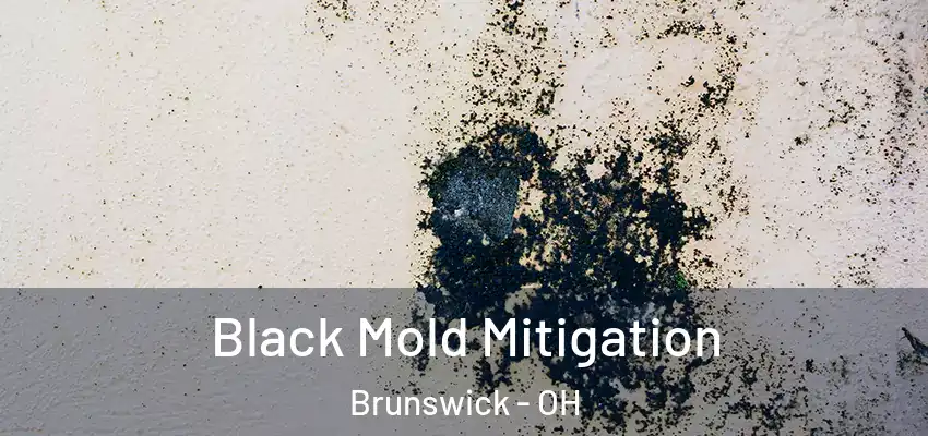 Black Mold Mitigation Brunswick - OH