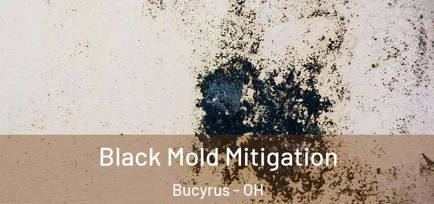 Black Mold Mitigation Bucyrus - OH