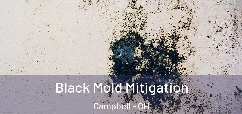 Black Mold Mitigation Campbell - OH
