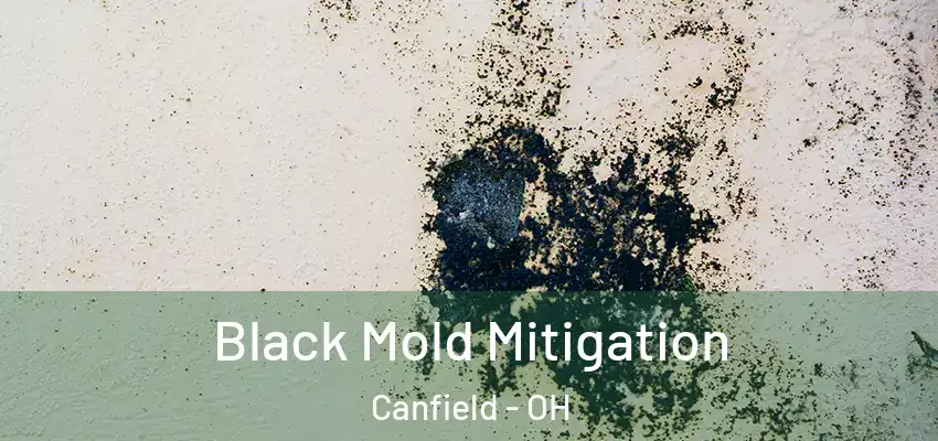 Black Mold Mitigation Canfield - OH