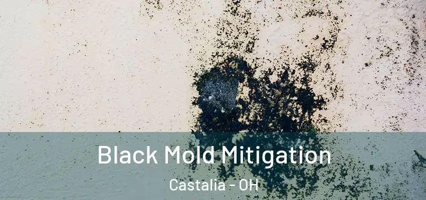 Black Mold Mitigation Castalia - OH