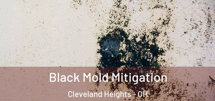  Black Mold Mitigation Cleveland Heights - OH