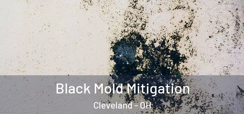 Black Mold Mitigation Cleveland - OH