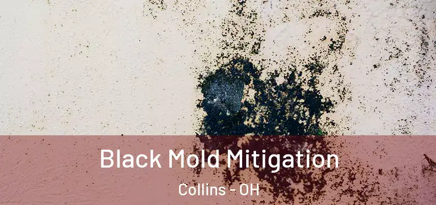  Black Mold Mitigation Collins - OH