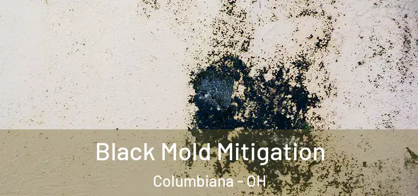  Black Mold Mitigation Columbiana - OH