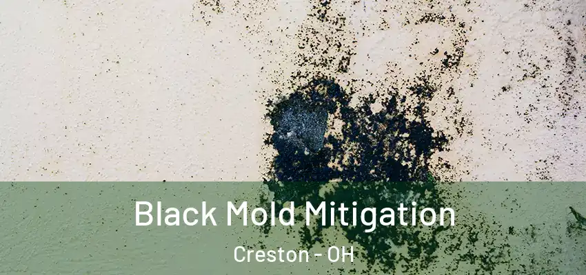 Black Mold Mitigation Creston - OH