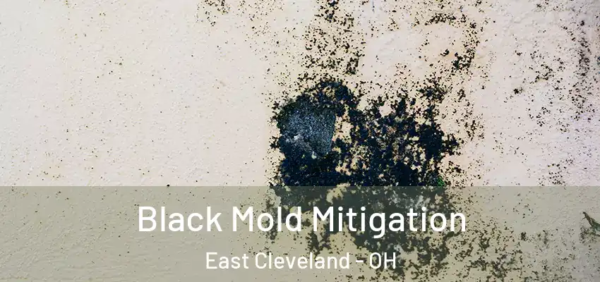  Black Mold Mitigation East Cleveland - OH