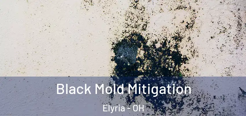  Black Mold Mitigation Elyria - OH