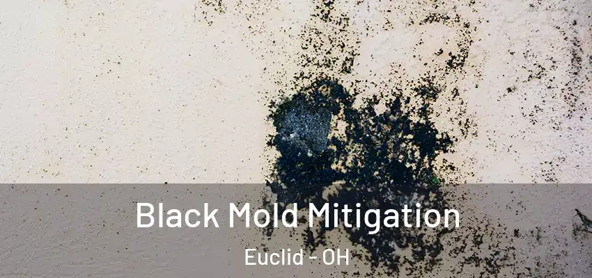  Black Mold Mitigation Euclid - OH