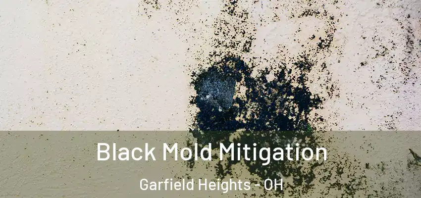 Black Mold Mitigation Garfield Heights - OH