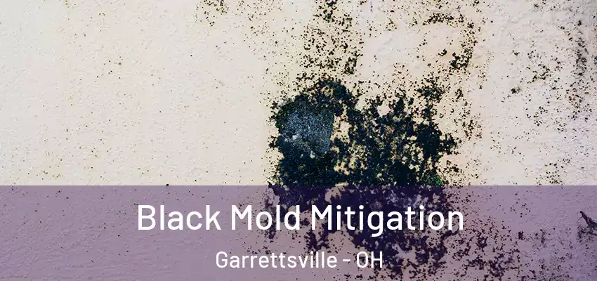 Black Mold Mitigation Garrettsville - OH