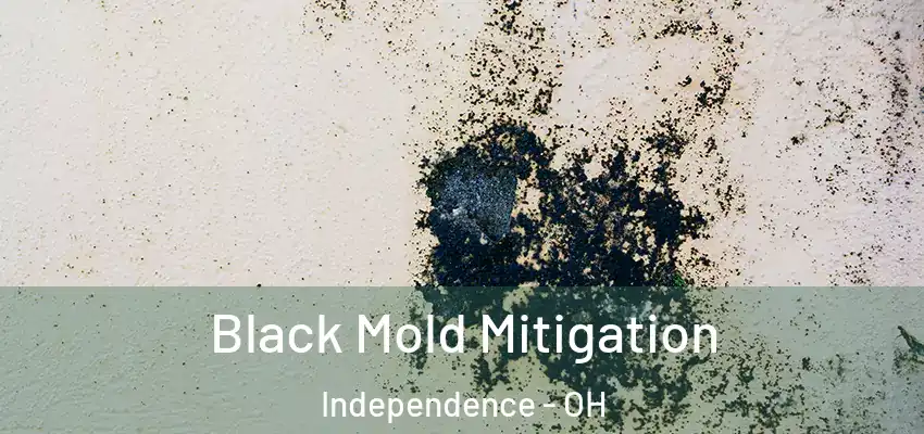  Black Mold Mitigation Independence - OH