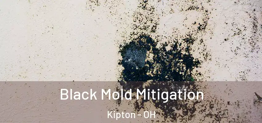  Black Mold Mitigation Kipton - OH