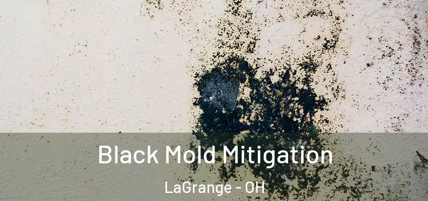  Black Mold Mitigation LaGrange - OH