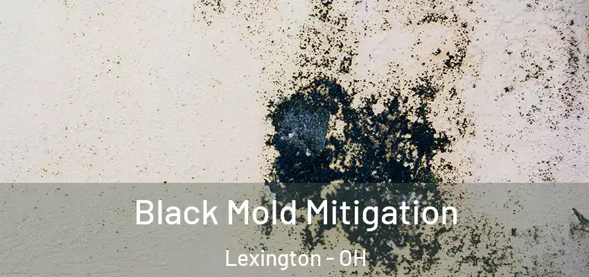  Black Mold Mitigation Lexington - OH
