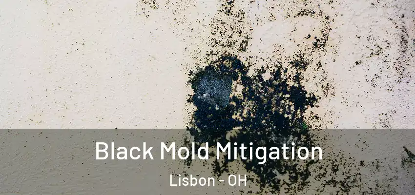  Black Mold Mitigation Lisbon - OH